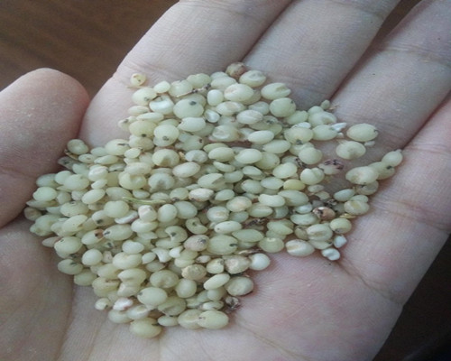 高粱脫皮生產(chǎn)線(xiàn)設(shè)備